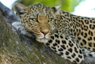 Researchers Are Fighting To Keep Leopards From Extinction Using Innovative New Technology Deep In The Tanzanian Wilderness