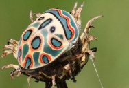 The Picasso Bug Is As Beautiful As It Is Smelly