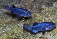 A Recent California Earthquake Affected The Only Known Home Of The Endangered Pupfish