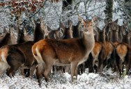 The National Parks Service Has A Message For Its Winter Visitors: Stop Feeding Our Animals Or Face A Hefty Fine