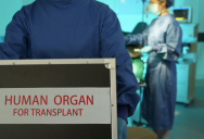 Organ Donor Recipients May Be Inheriting Parts Of Their Donor’s Tastes, Emotions, And Even Memories