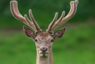 Why Deer Spend Part Of Their Year With Antlers Covered In Fuzz