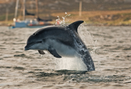 New Research Finds That Dolphins Engage In Bow-Riding Not Only For Fun, But Also Because It Is A Very Efficient Way Of Swimming