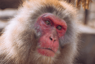 Stem-Cells Taken From A Human Were Able To Heal Age-Related Vision Loss In A Monkey