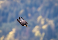 The Peregrine Falcon’s Incredible Hunting Technique Makes It The Fastest Animal In The World