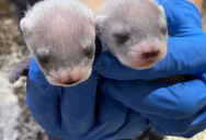 Critically Endangered Black-Footed Ferrets Receive A Much-Needed Boost In Genetic Diversity Through Babies Being Born To A Clone