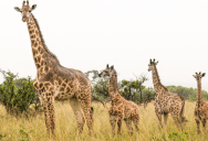 New Research Identifies Key Differences In The Four Separate Species Of Giraffe And Calls For Additional Protections