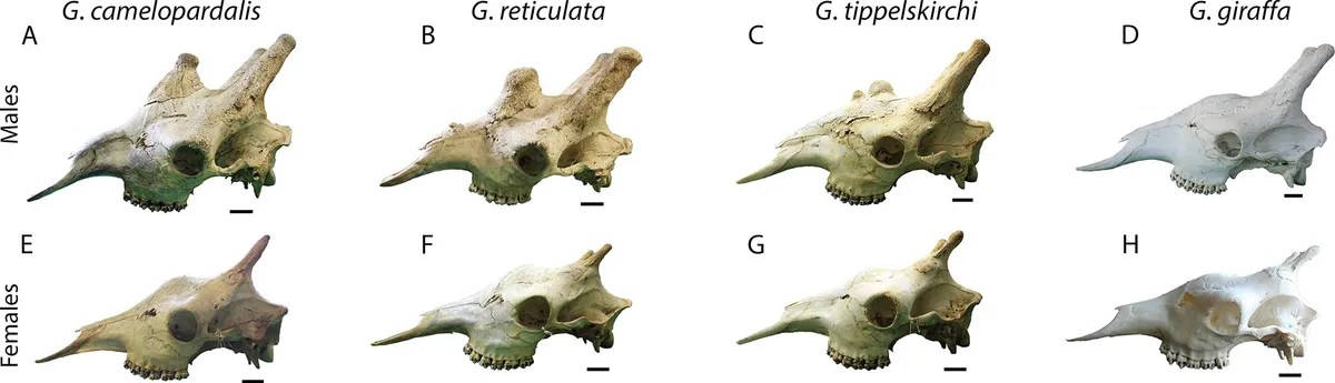 Source: Kargopoulos et al, PLOS ONE, 2024 (CC BY 40)