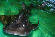 The Guitarfish Has A True Rockstar Look, With Mohawk-Like Thorns On The Back Of Its Head