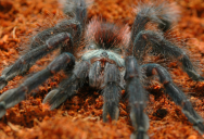 This Tarantula’s Cute Pink Toes Are Just One Of Its Many Adorable Features