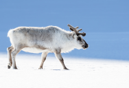 The Svalbard Reindeer Is Not As Famous As Their Santa-Loving Cousins, But They Are Just As Cool