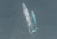 Why Blue Whale Calfs Are Rarely Spotted In The Wild