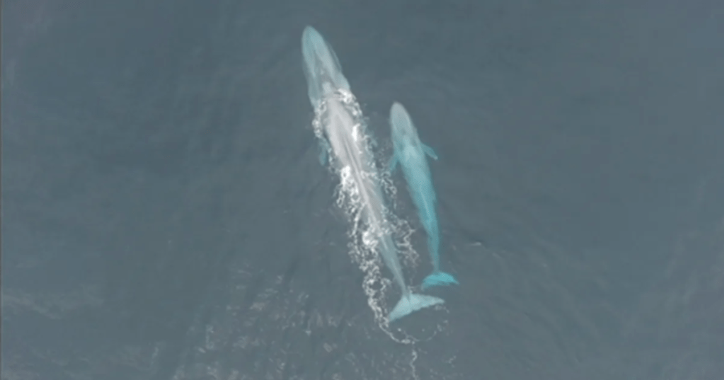 Source: Leigh Torres/ Geospatial Ecology of Marine Megafauna Laboratory (GEMM) Lab, Marine Mammal Institute, Oregon State University