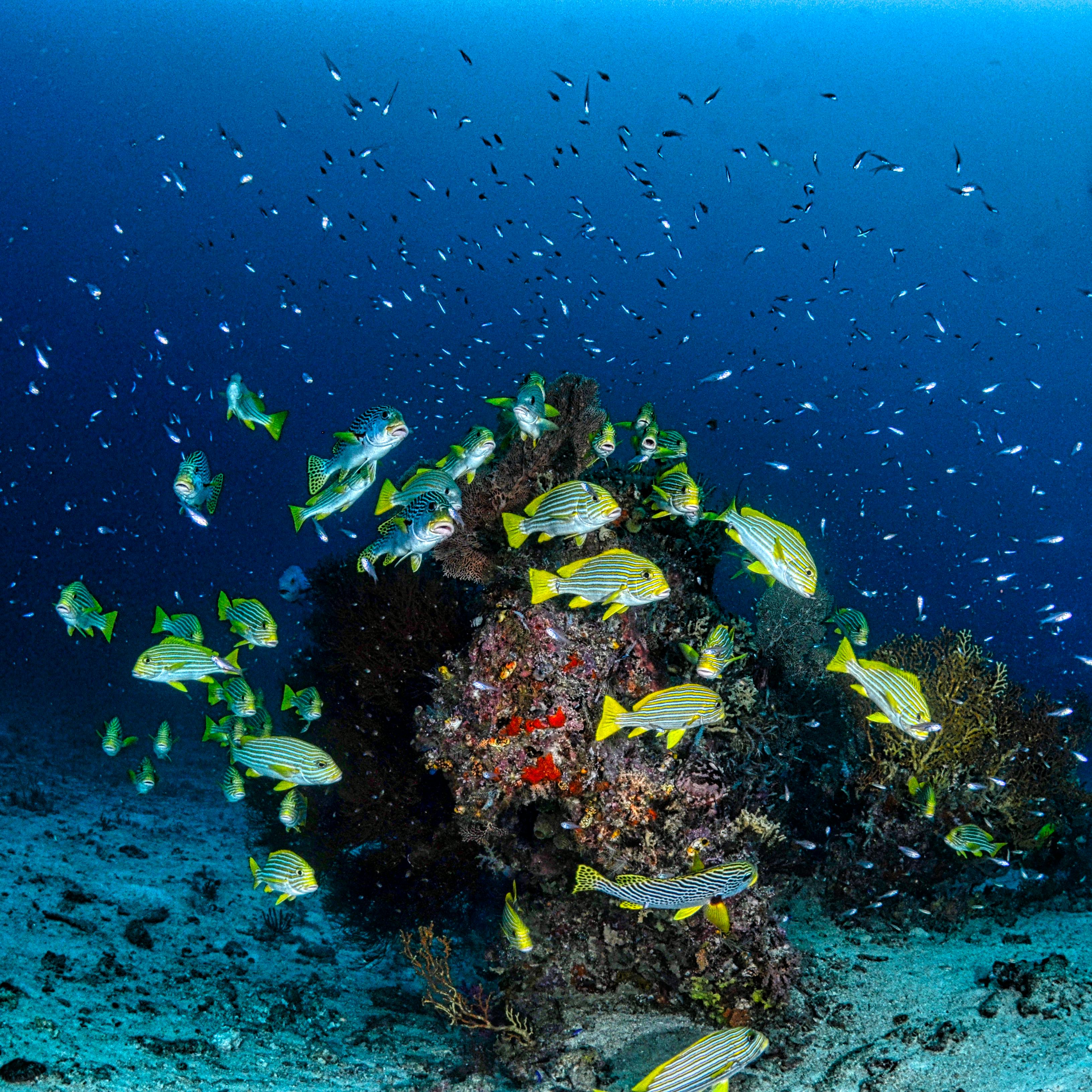 Ocean fish swimming around coral