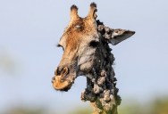 People Are Wondering Why This Giraffe In Kruger National Park Seems To Have Bumps All Over Its Body