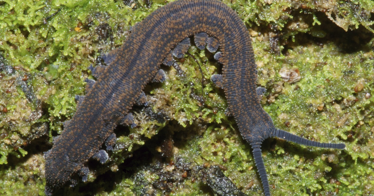 New Zealand’s “Bug Of The Year” Has Earned It’s Title In A Particularly Disgusting Way