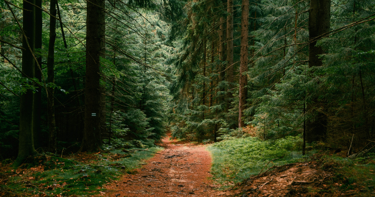 The Difference Between A Jungle, A Forest, And The Woods » TwistedSifter