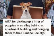 Good Neighbor Rescued A Box Of Puppies From An Alley, But The Dogs’ So-Called Owners Accused Them Of Stealing And Demanded Restitution