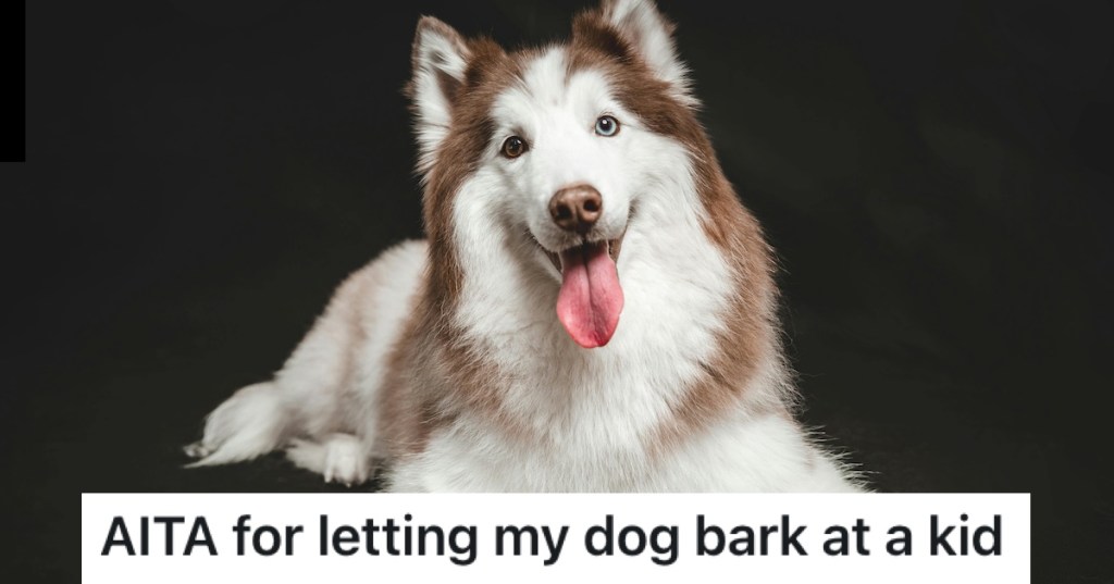 Husky panting black background