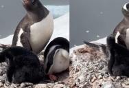 Photos Of Rare All Black Gentoo Penguin Chick Taken In Antarctica