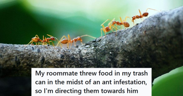 ants crawling on a fallen tree