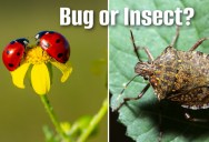 The Real Dirt On The Difference Between Bugs And Insects