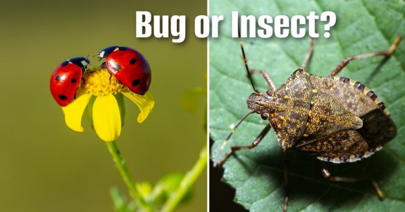 ladybug and stinkbug on flower/leaf