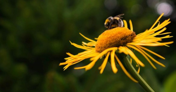 A bumblebee on a yellow flower