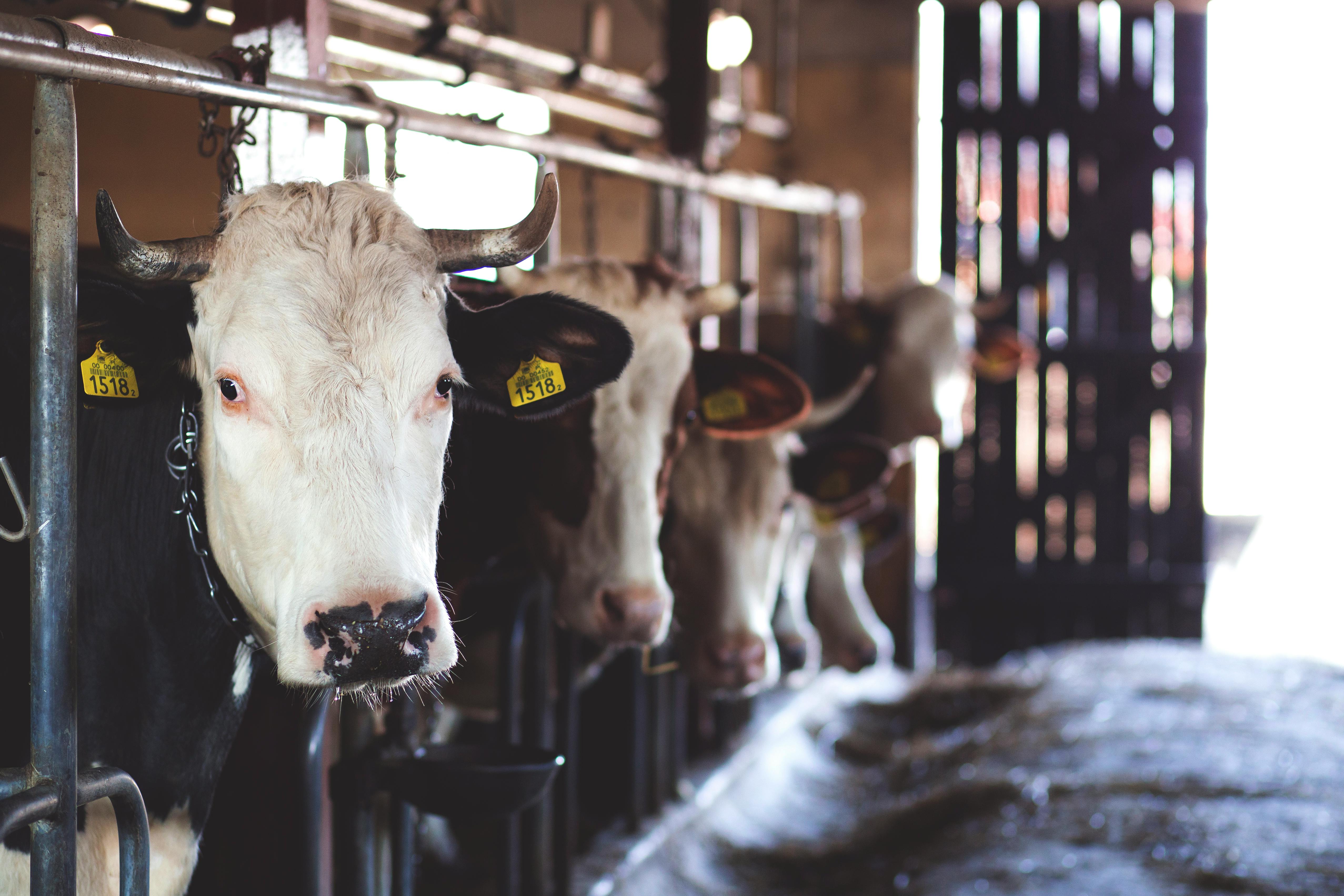 Caged dairy cows in a shed