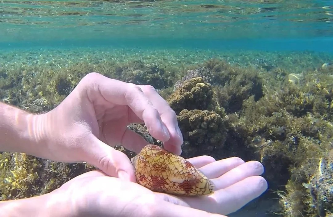 Hands underwater holding a textile cone snail