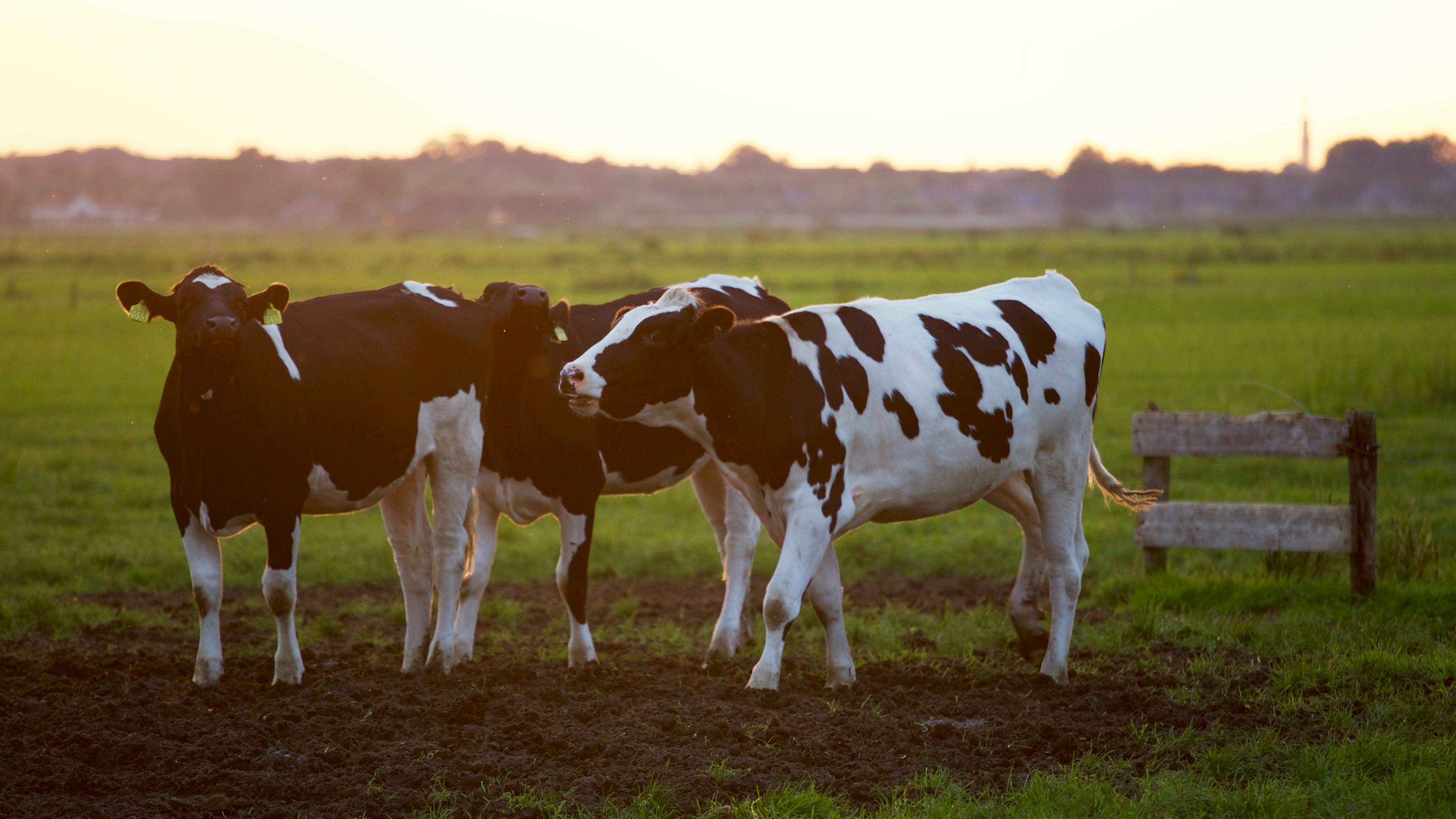 Three black and white cows in a field