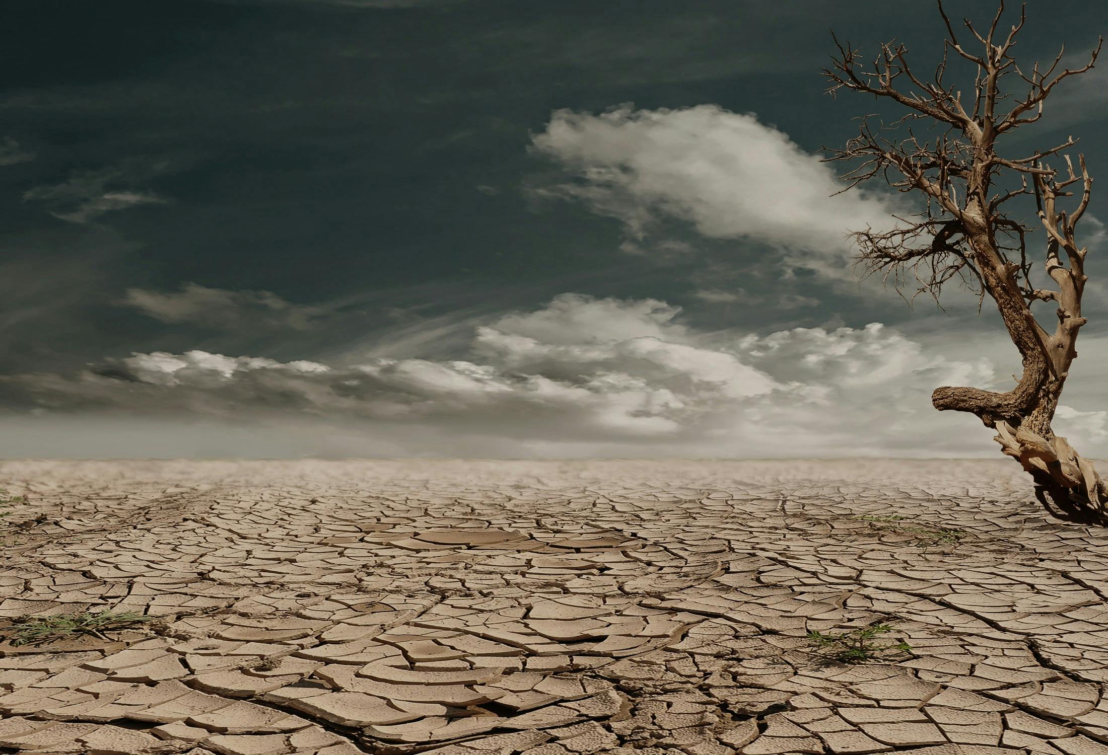 Dry, cracked ground, grey sky, a dead tree