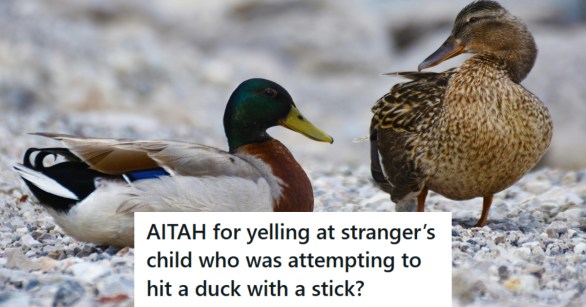 Ducks near a pond at the park