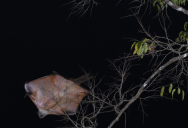 New Fossil Confirms That Giant Flying Squirrels The Size Of House Cats Once Leaped Through The Trees Of Ancient North America