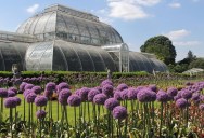 Londoners Are Queueing Up At Kew Gardens To Get A Whiff Of This Rare, Stinky Plant That Is Blooming In London For The First Time