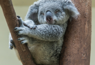 Eight Hours Of Good Sleep Is Recommended For Humans, But Ideal Looks Far Different For These Two Animals