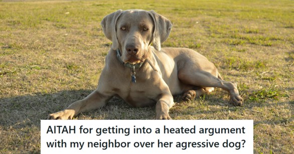 Weimaraner dog happily laying in the grass