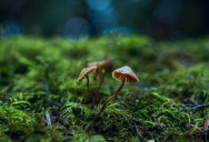 New Japanese Study Suggests That Fungi Are Smarter Than You Might Expect, With A Neural-Style Network Connecting Mushrooms As They Grow