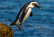 Penguins May Be Known For Living In Freezing Climates, But Some Species Actually Live In Very Hot Environments. Here’s How They Stay Cool.