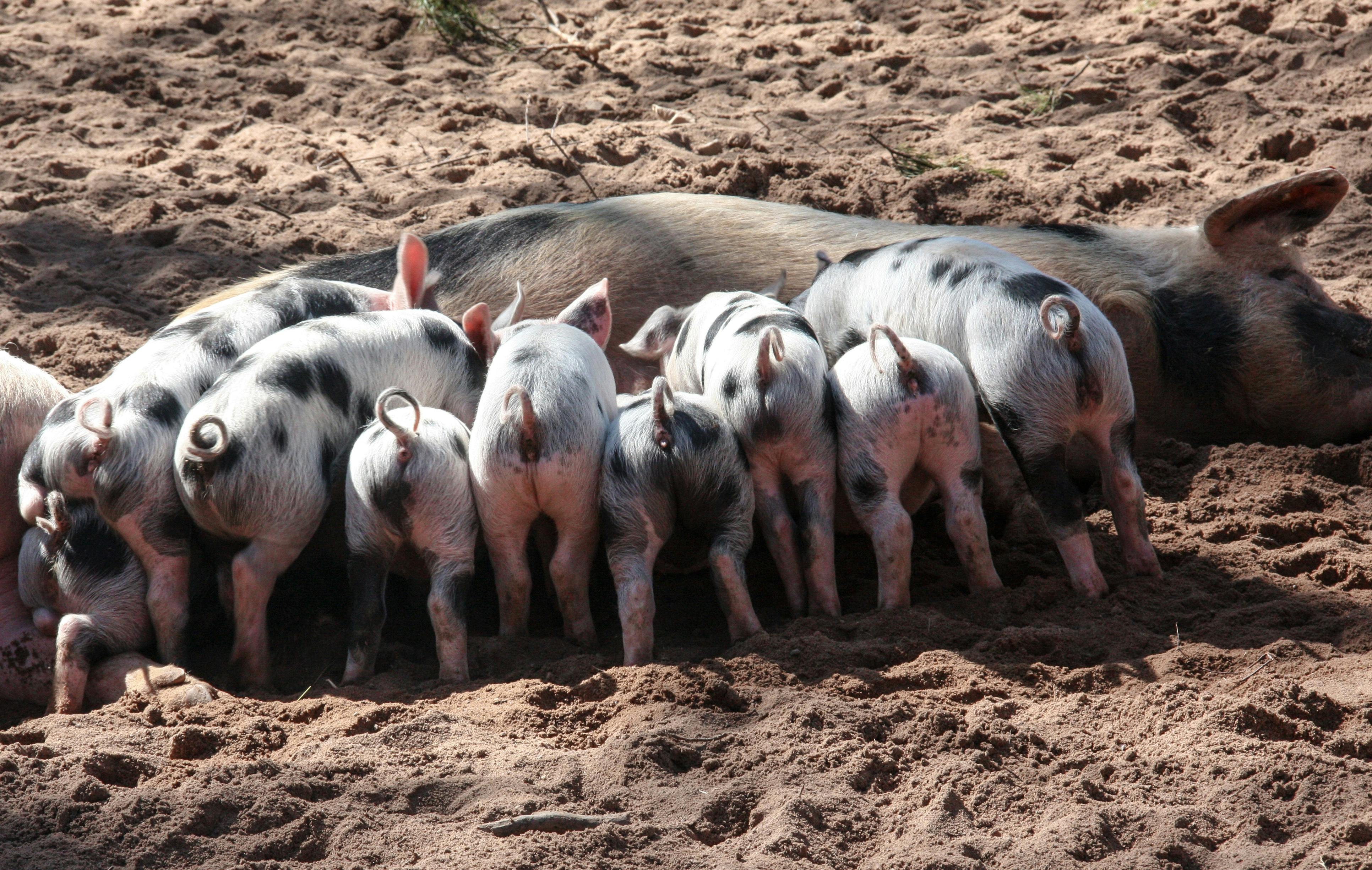 A pig feeding lots of piglets