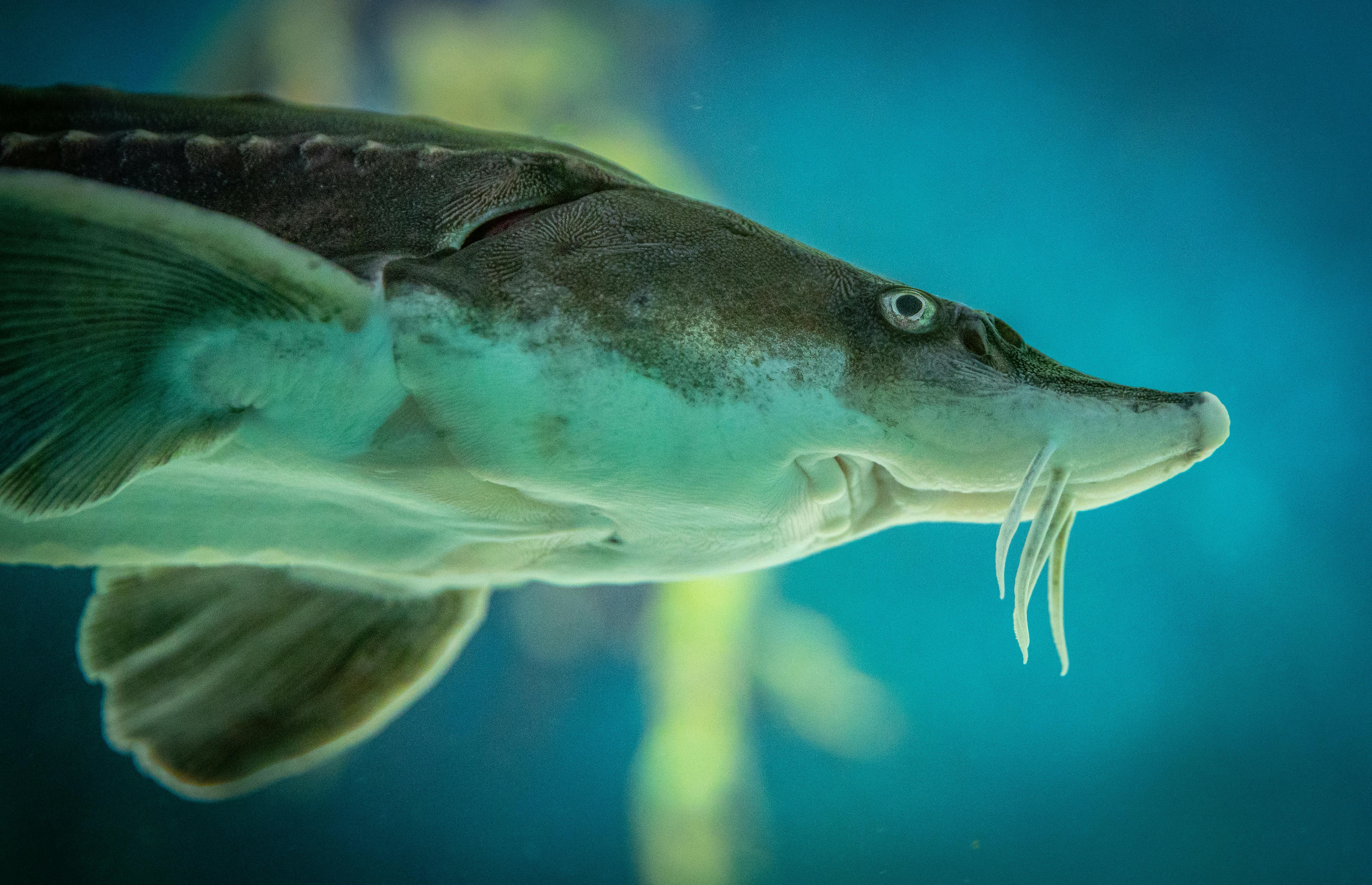 The face and fins of a river fish swimming in water