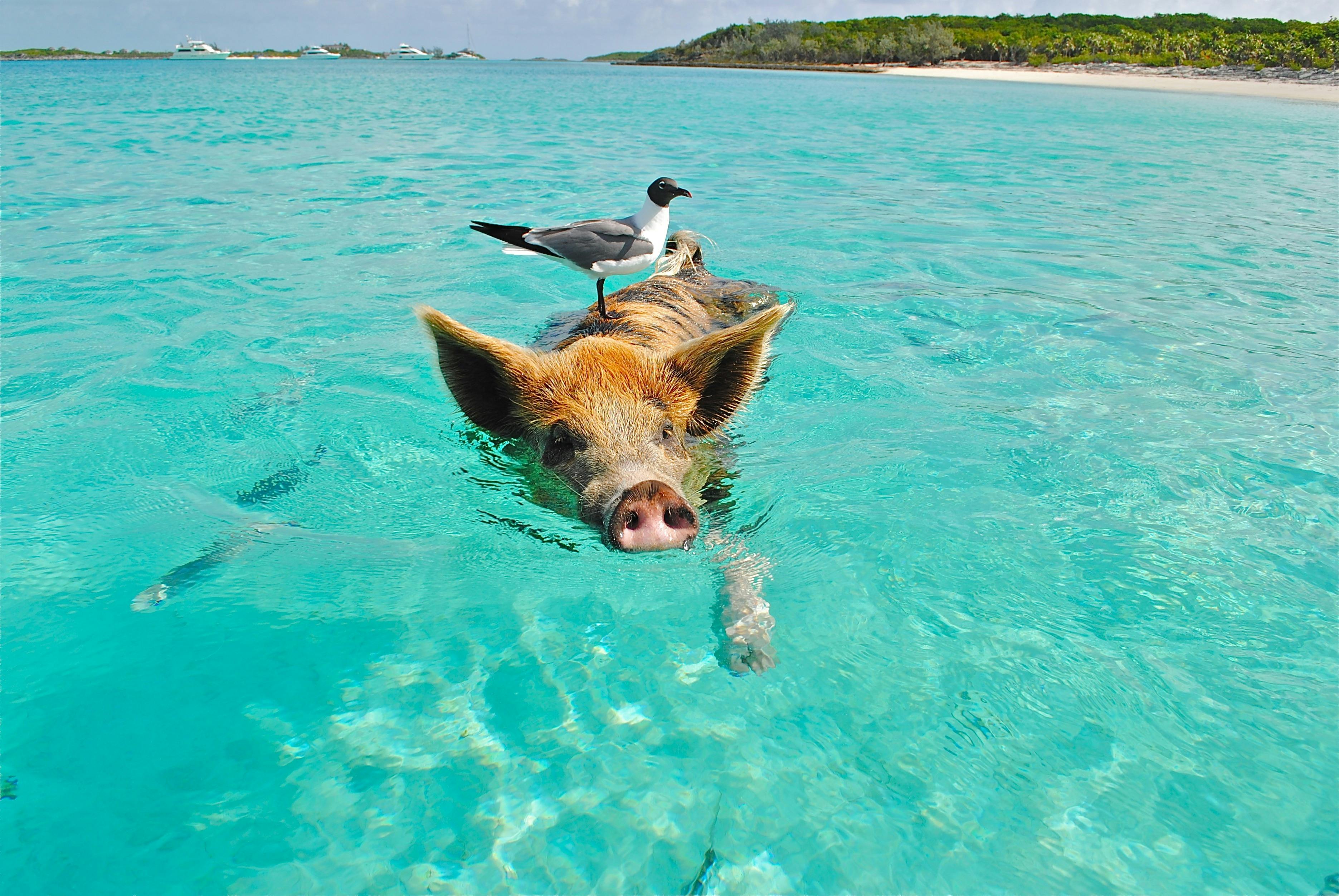 A pig swimming in the sea with a seagull on its head