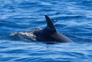 Newly-Discovered Shark Species Will Challenge Everything You Knew About These Fearsome Fish