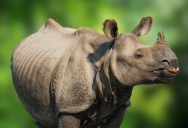 New Study Identifies Key Evolutionary Distinctions For The Sundaic Rhino And Proposes A New Name For This Critically Endangered Species