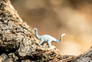 Comprehensive Mammal Database Explains Why They Don’t Grow To The Size Of Dinosaurs