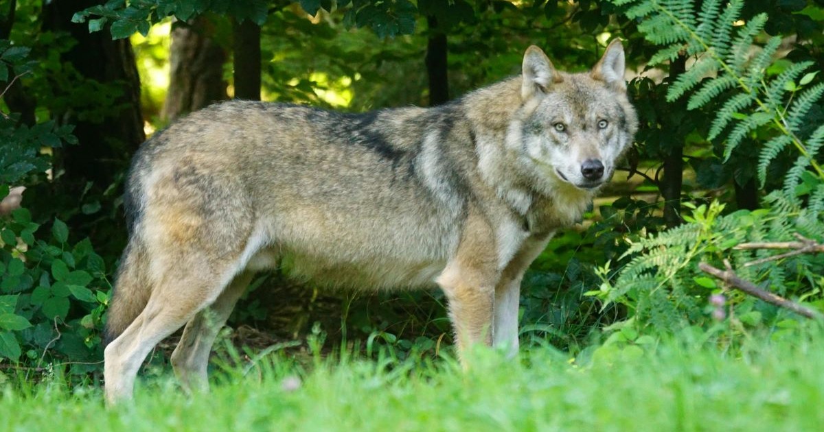 Wolves Come To The Rescue As New Research Suggests That Reintroducing Predators In The Scottish Highlands Could Absorb Up To One Million Tonnes Of Carbon Dioxide Per Year