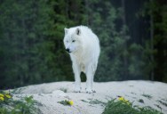 New Conservation Initiatives Are Giving Dangerously Endangered European Wolves A Brighter Future