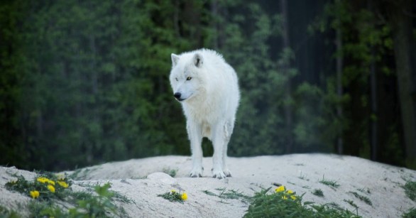 A white wolf against a forest backdrop