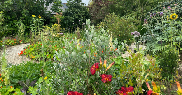 overgrown outdoor garden
