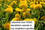 Homeowner Planted A Seed Of Revenge And Doggedly Pursued It To Get Back At Their Rude Neighbor